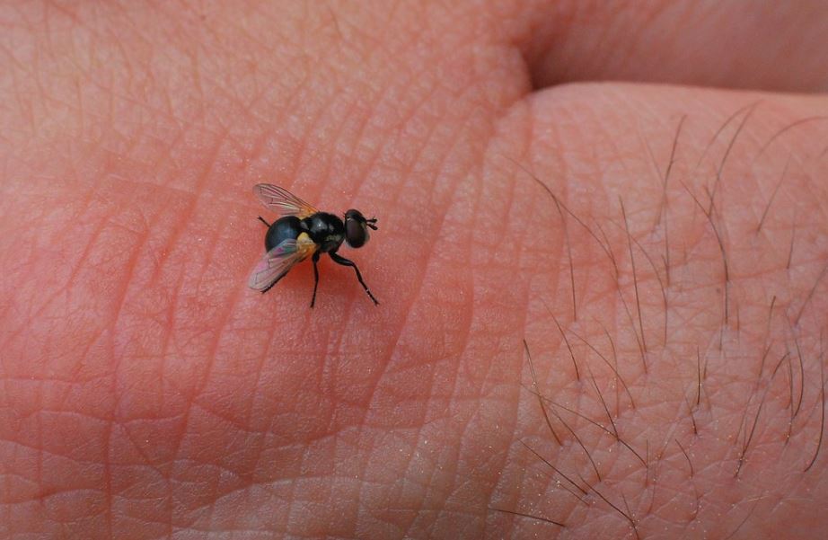 Flies land on human bodies and cause discomfort, even though they don't bite like mosquitoes.. Image Credits: Getty