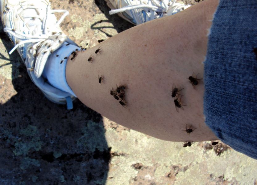 Flies are attracted to the secretions on human skin, such as sweat, proteins, carbohydrates, salts, sugars, and dead skin cells.. Image Crediits: Getty