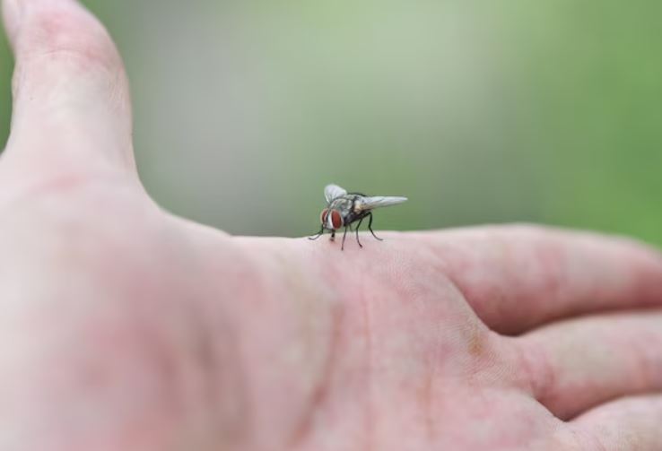 Flies are attracted to human body odor, which they perceive as a delicious fragrance. Image  Credits: Getty