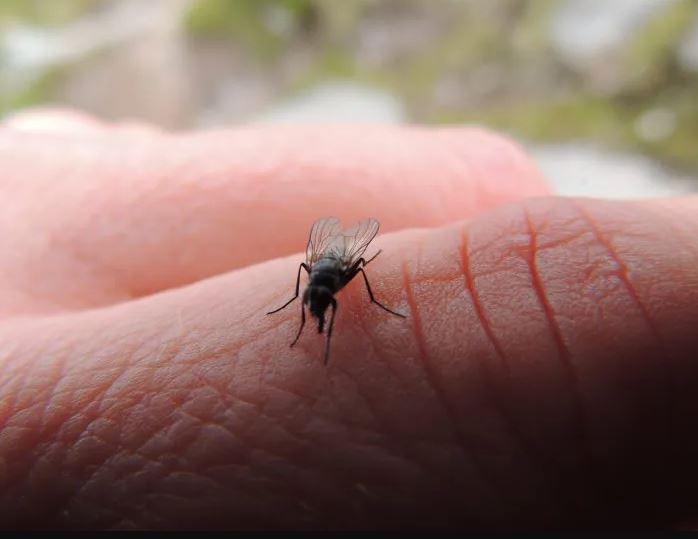 Flies search for food, including rotten food and carbohydrates, and may see human bodies as a potential food source. Image Credits: Getty