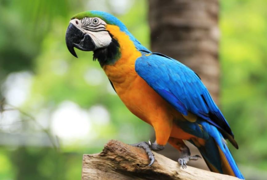 Parrots top the list due to the danger posed by toxic gases emitted when their nonstick coatings are heated.  Image credit: Getty