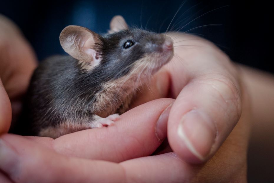 Mouses are included due to their short lifespan.  Image credit: Getty