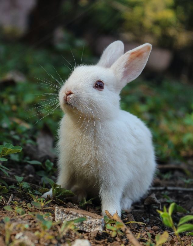 Rabbits are deemed unsuitable pets by the veterinarian, citing their timid nature, fragility, and susceptibility to health issues.  Image credit: Getty