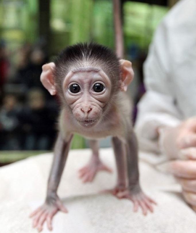 Monkeys are strongly discouraged as pets due to their intelligence, and wild nature.  Image credit: Getty