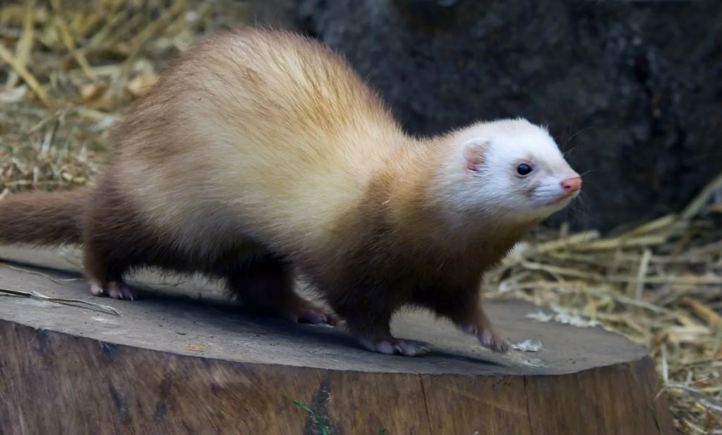 A ferret is the final animal to be discussed. Image credit: Getty