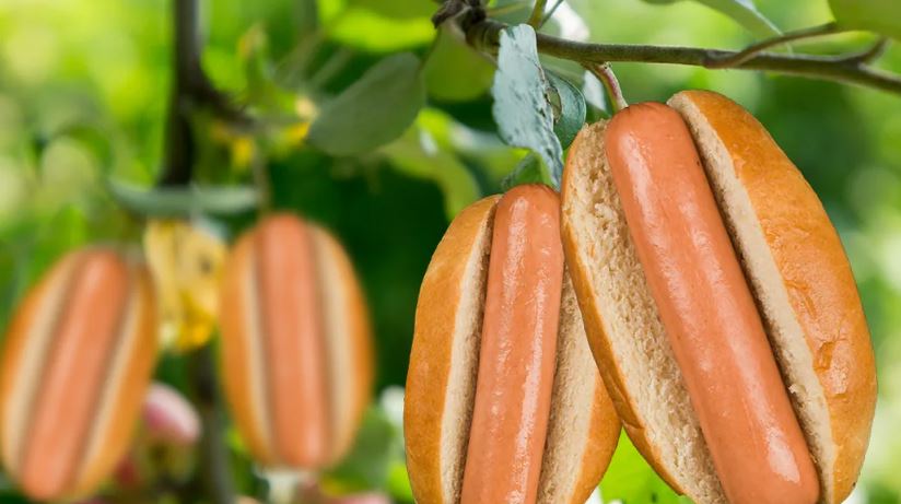 Scientists reveal that a number of American kids believe hot dogs and bacon come from plant 3