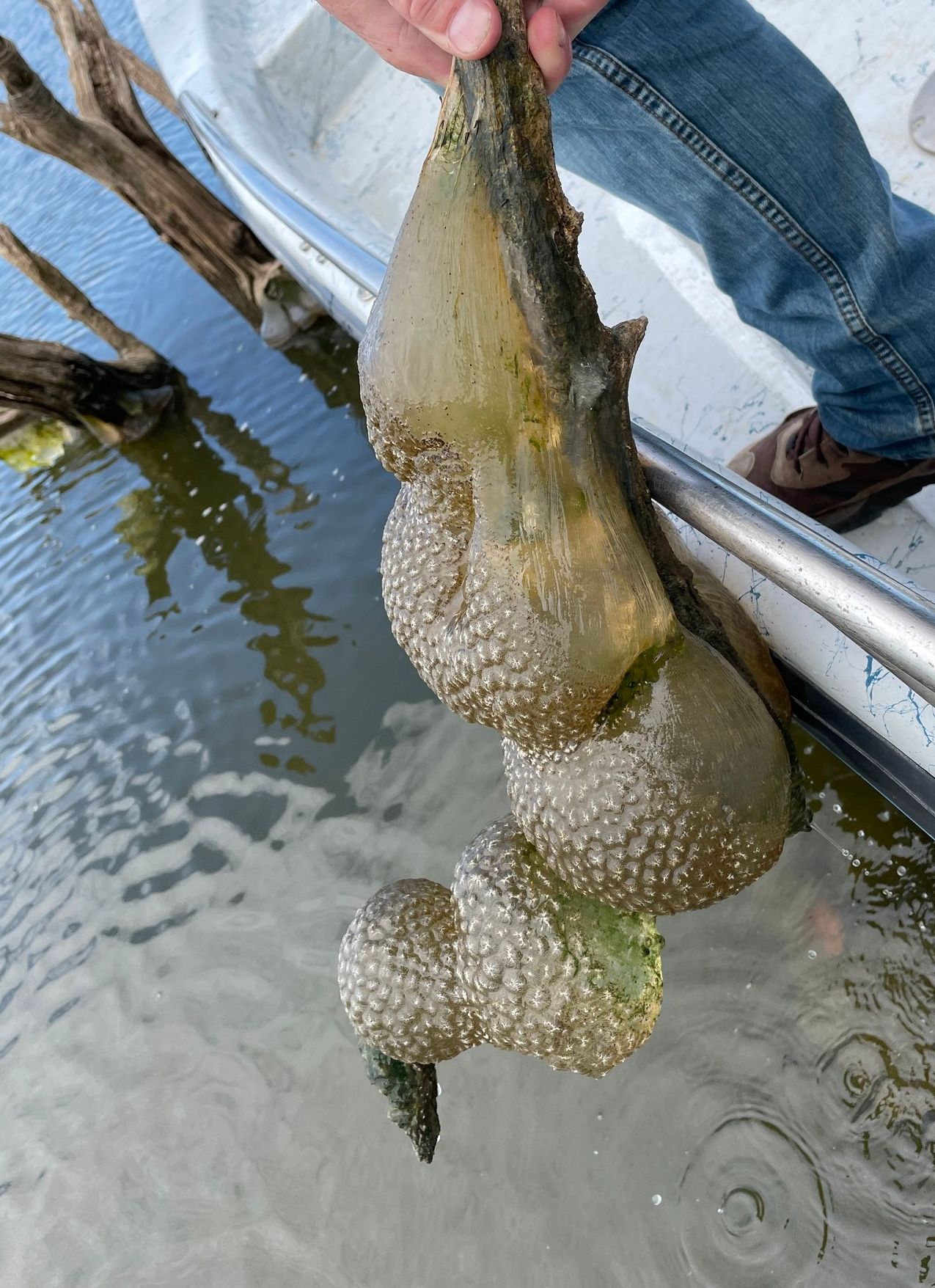 Wildlife officials have warned locals about the presence of 'alien egg pods' spotted in an Oklahoma lake. Image Credits: Oklahoma Department of Wildlife Conservation (ODWC)