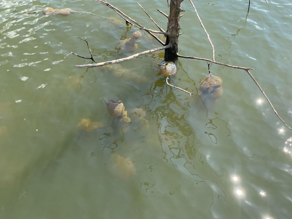 People are stunned after witnessing bizarre 'alien egg pods' in US lake 2
