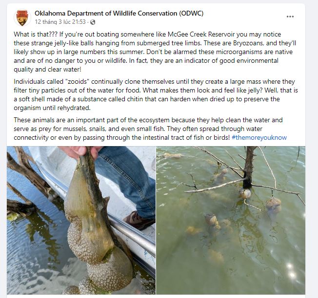 Officials have clarified that these organisms are bryozoans. Image Credits: Oklahoma Department of Wildlife Conservation (ODWC)