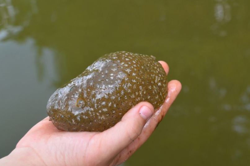 People are stunned after witnessing bizarre 'alien egg pods' in US lake 5
