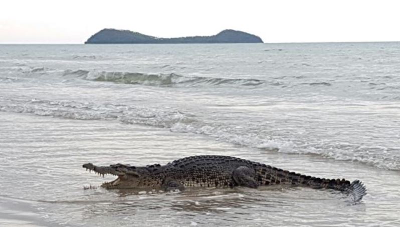 Viewers are stunned as tourist nap next to from menacing inch crocodile 5