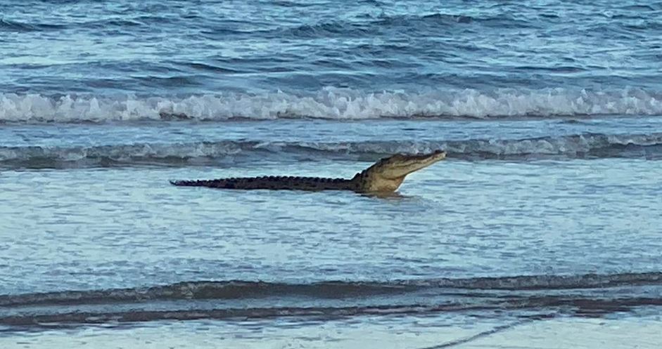 Viewers are stunned as tourist nap next to from menacing inch crocodile 4
