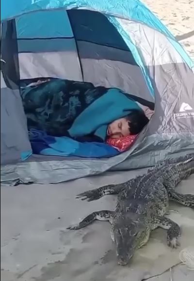 Viewers are stunned as tourist nap next to from menacing inch crocodile 3