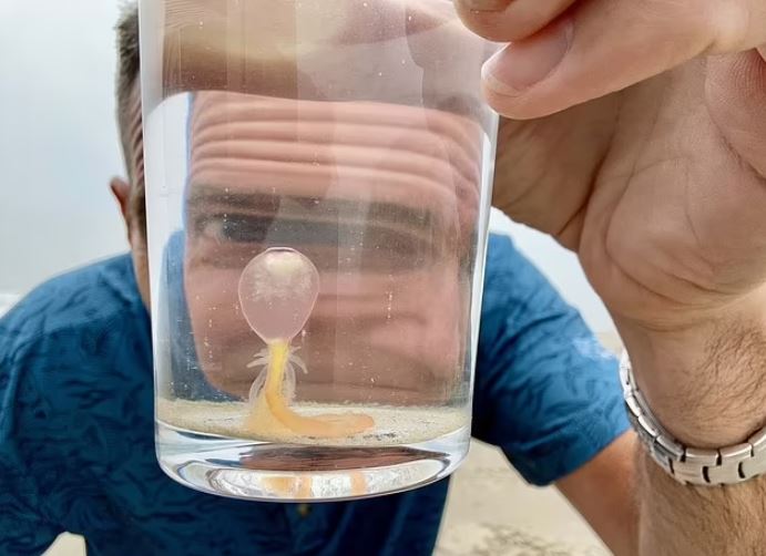 Eyeball-like creatures ('spaghetti monsters') are washing up on the Texas coast.  Image Credits: Jace tune II/Harte research institute via Pen News