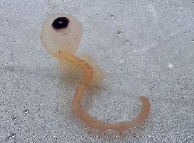 Eyeball-like 'Spaghetti monsters' washing up on Texas coast 2
