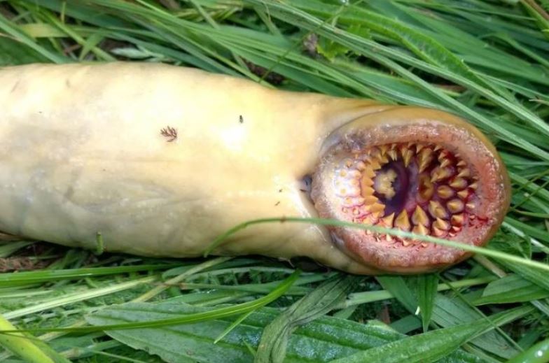 A fisherman reported seeing a terrifying 'vampire creature' in a river located in West Wales. Image: coastal_foraging_with_craig/Instagram