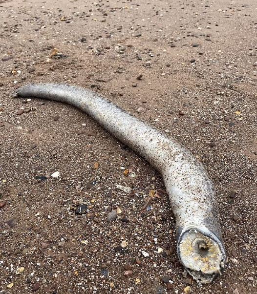 Beachgoers stunned after spotting 'Dune' monster in real life 3