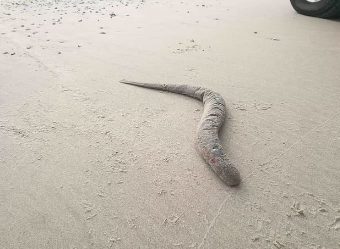 Beachgoers stunned after spotting 'Dune' monster in real life 1