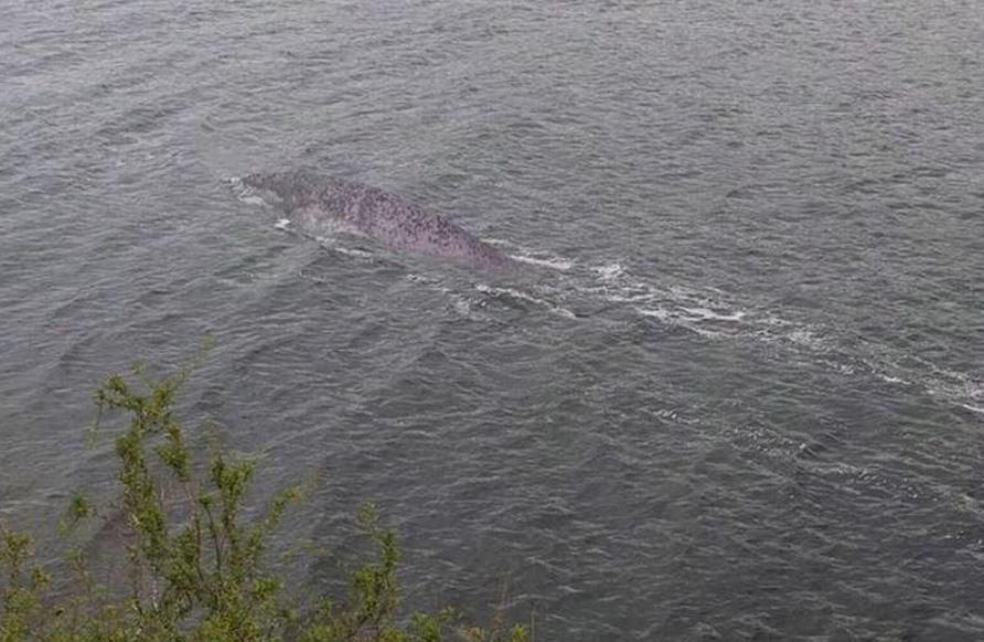 Holidaymaker stunned after taking pic of '8ft beast', fuels Loch Ness Monster theories 2
