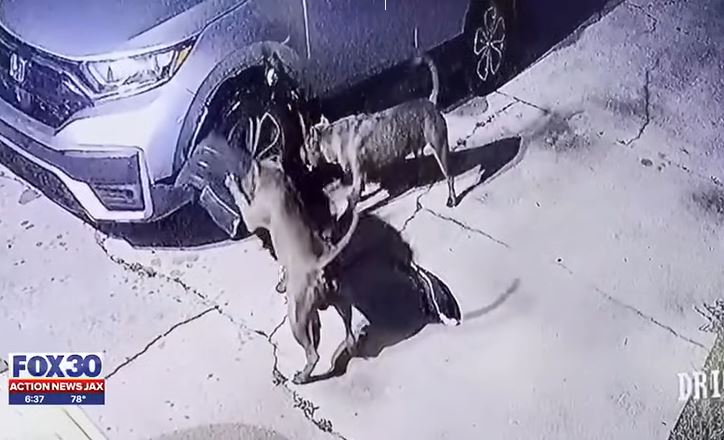 CCTV footage shows two pit bulls ripping apart SUV causing $3,000 worth of damage 4
