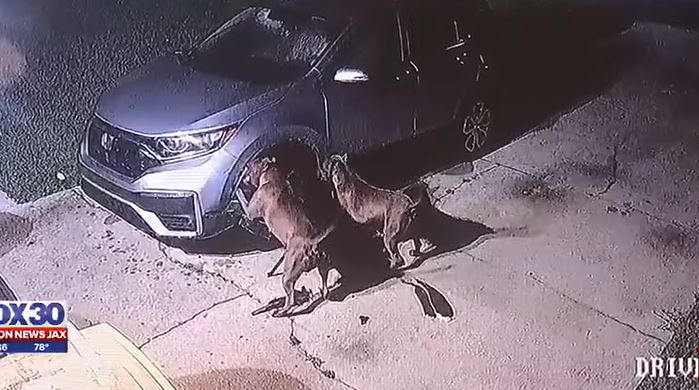 CCTV footage shows two pit bulls ripping apart SUV causing $3,000 worth of damage 3