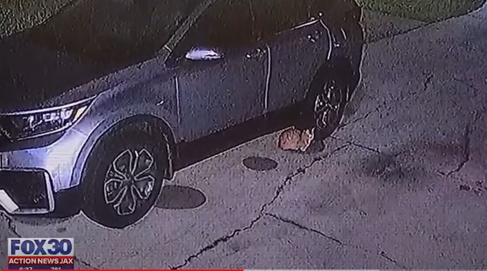 CCTV footage shows two pit bulls ripping apart SUV causing $3,000 worth of damage 2