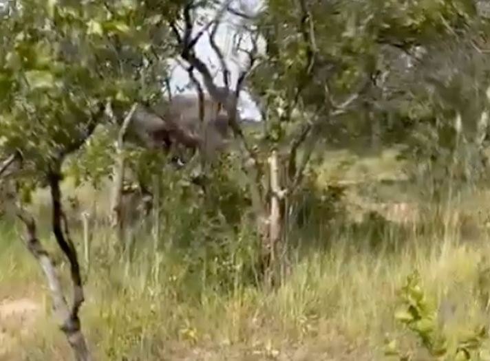 Tourist demise after elephant charges safari truck during encounter 3