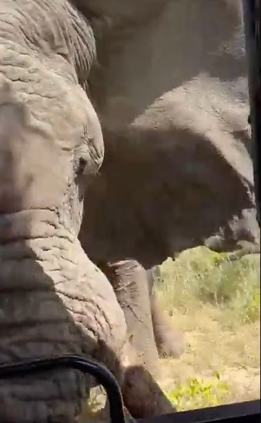 Tourist demise after elephant charges safari truck during encounter 2