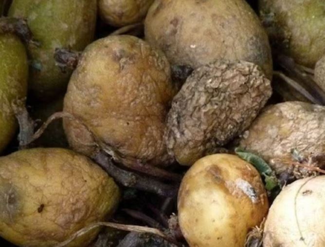 Four members family suddenly demise after entering basement with gas from rotten potatoes 1