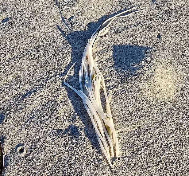 Beachgoer baffled after spotting a tentacled 'alien'-like sea creature washes on beach 3