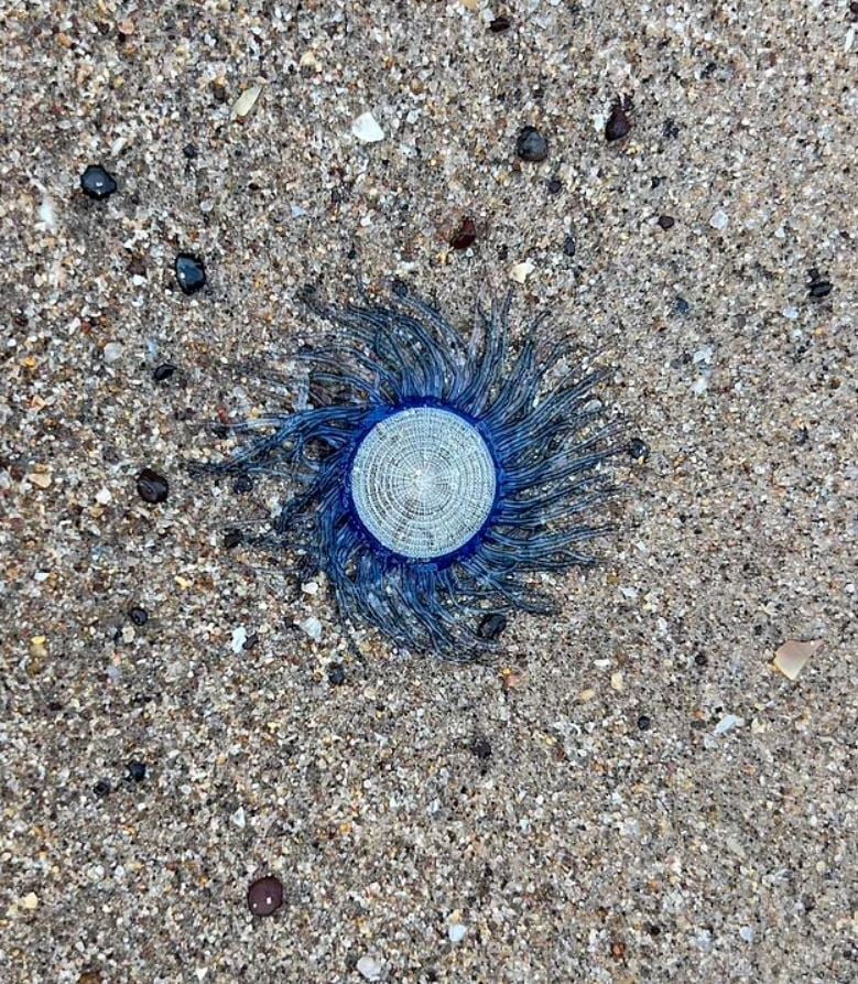 Another beachgoer spotted a blue button jellyfish, also mistaken for an alien. Image Credits: Reddit