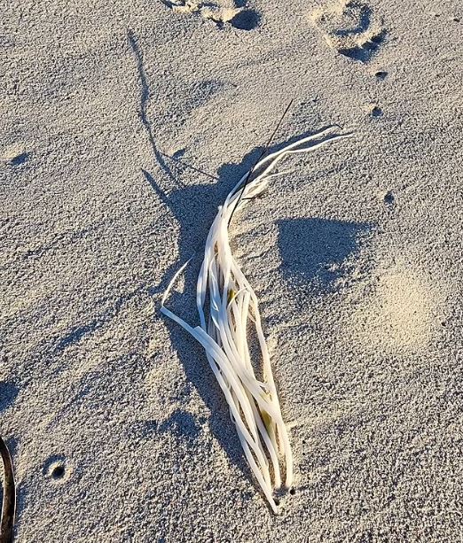 A mom in Ledge Point, WA found an 'alien' creature on the beach. Image Credits: @nicox31984/Reddit