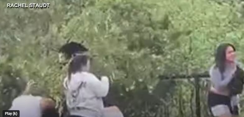 Tourists pull bear cubs from trees for selfies, sparking public outrage 3