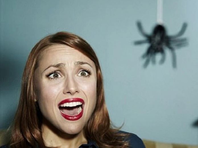People habitually dispose of spiders, driven by a fear of them in their homes. Image Credits: Getty