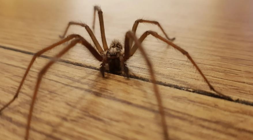 Trapping spiders under a glass and releasing them outside is a common method.  Image Credits: Getty