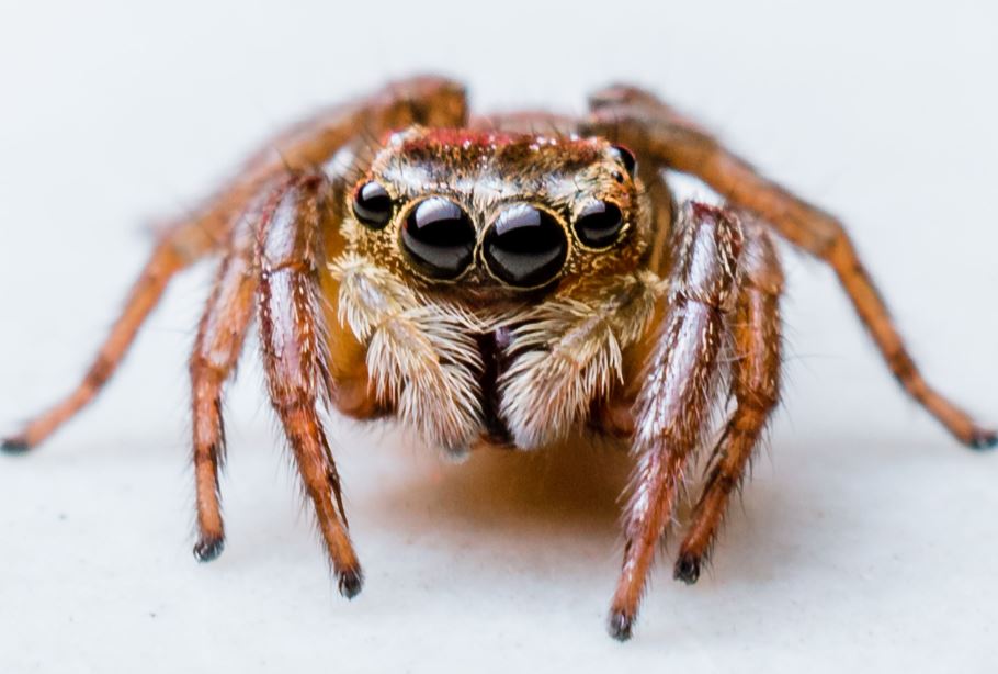 Many become skilled at removing spiders, often resorting to crushing or tossing them out.  Image Credits: Getty