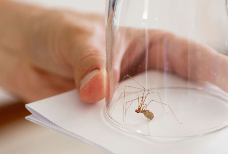Preventing spider invasions can be achieved by sealing gaps.  Image Credits: Getty