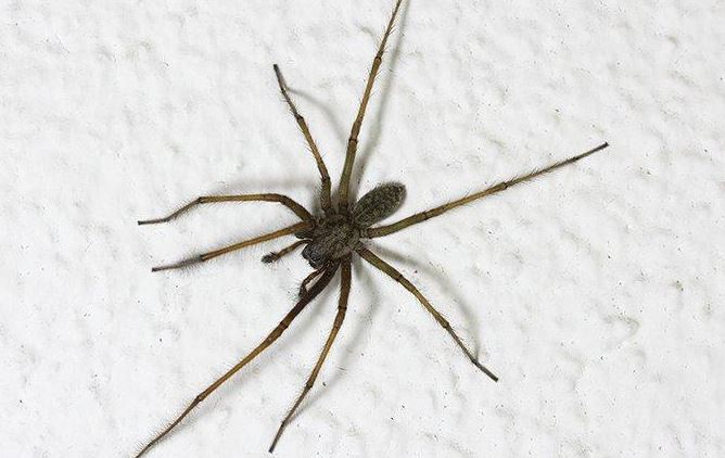 However, the benefits spiders provide, such as pest control, are often overlooked.  Image Credits: Getty