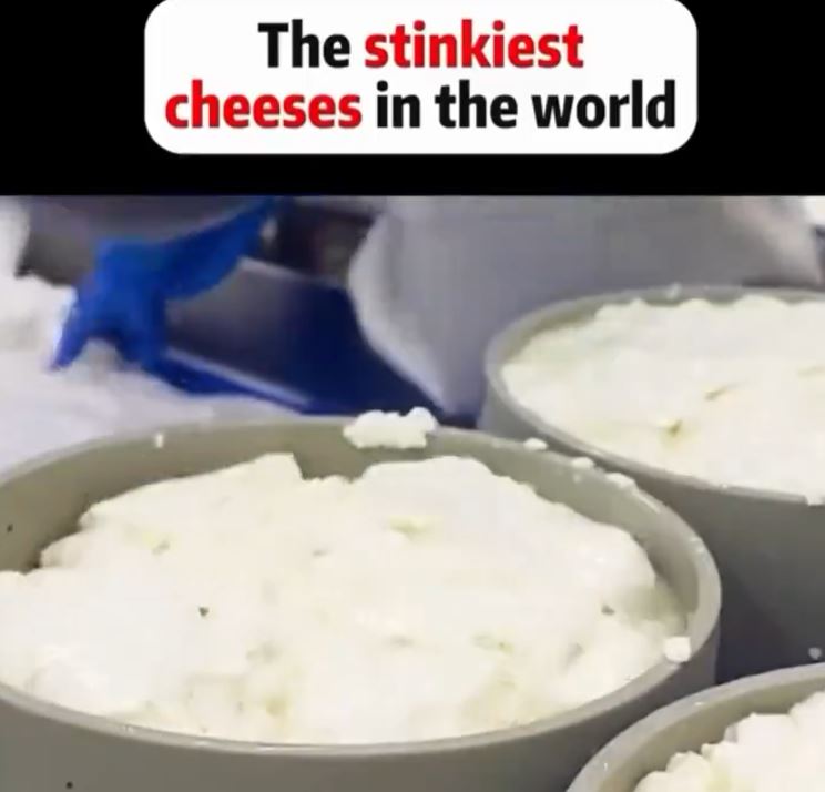 Video circulates online showcasing blue cheese production with Penicillium Roqueforti mold.  Image Credits: @PicturesFoIder/X