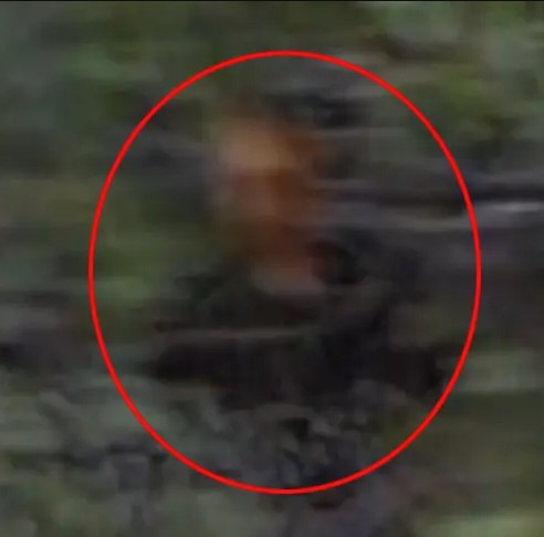 Strange creature caught on camera remains unsolved 6