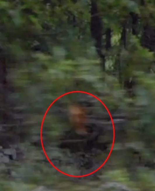 Strange creature caught on camera remains unsolved 5