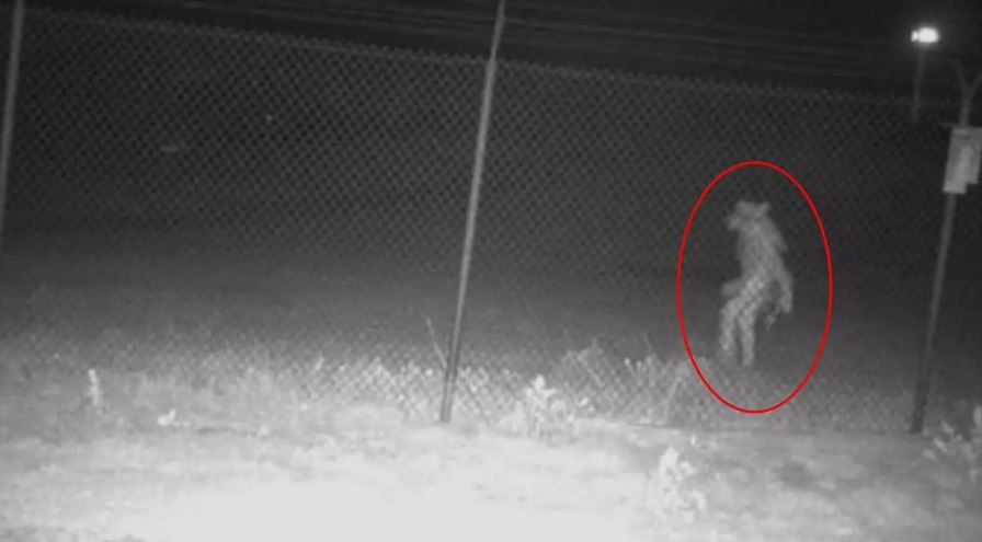 Strange creature caught on camera remains unsolved 1