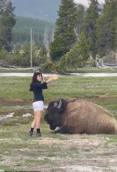 A female tourist attempts to take a selfie with a bison at a US national park. Image Credits:  X
