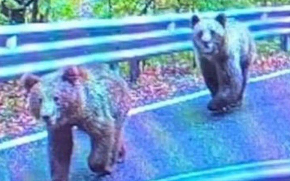 Gallacher mauled after bear encounter during photo attempt.  Image Credits: Jam  Press
