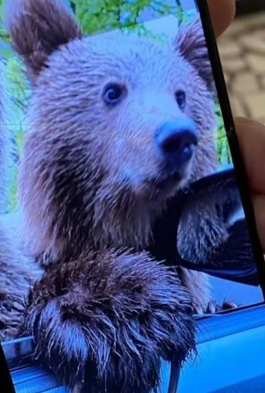 Tourist attacked while attempting selfie with bear 4