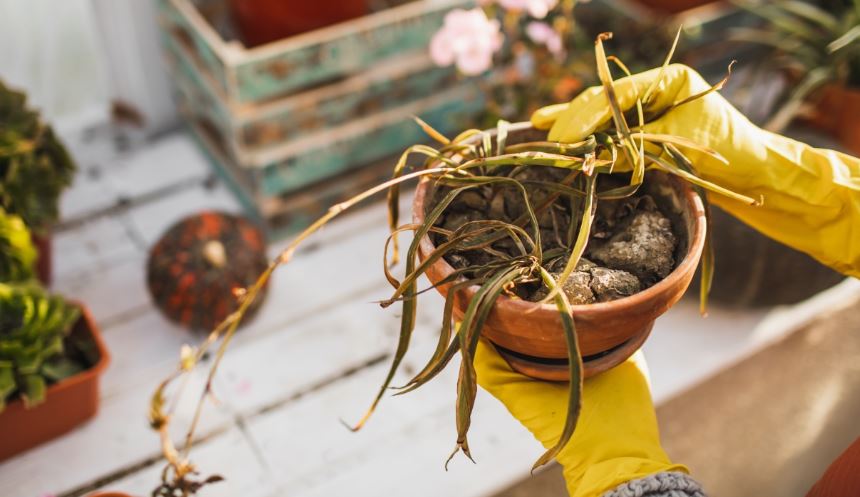Woman reveals genius 'hack' for reviving dying plants 5