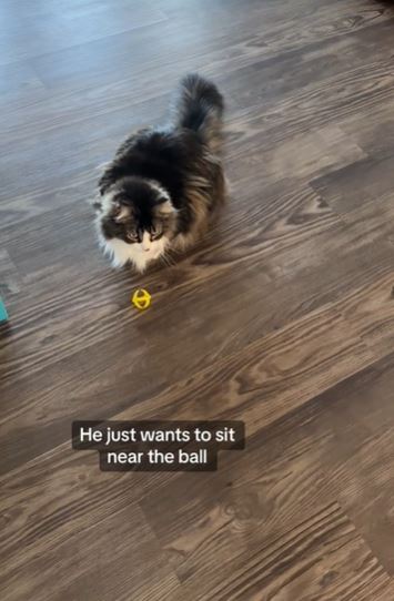 Pawl's forlorn meowing in video garners millions of views and sympathy. Image Credits: @catnamedpawl/Tiktok
