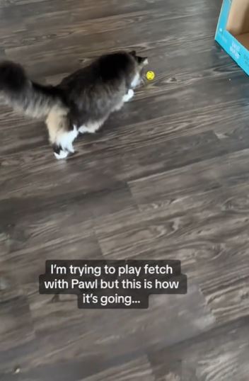 Pawl the Cat gains fame on TikTok for his online escapades.  Image Credits: @catnamedpawl/Tiktok