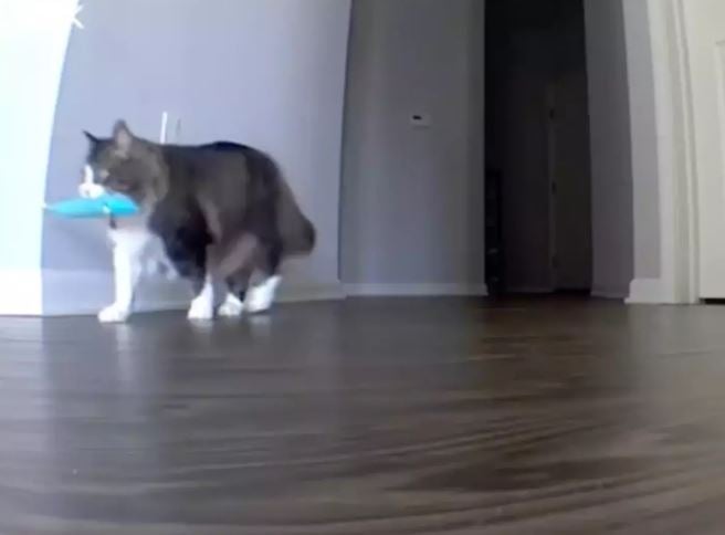 Owner nearly cancels vacation due to pet cam footage. Image Credits: @catnamedpawl/Tiktok