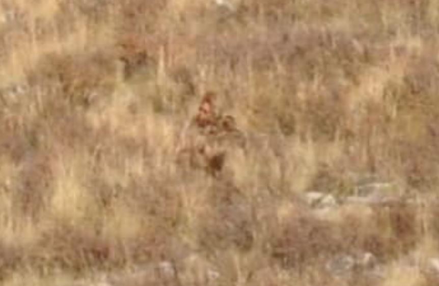 Mysterious 'man-like creature' was spotted roaming through the desert 9